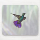 Pesquisar por do colibri eletronicos Pássaros