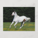Pesquisar por pintar cartoes postais Cavalo