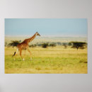 Pesquisar por camelopardalis do giraffa Kenya