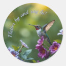 Pesquisar por hummingbird adesivos Natureza