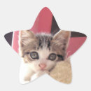 Pesquisar por bichano adesivos Felino