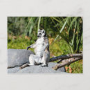 Pesquisar por lemurs cartoes postais Macaco