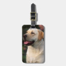 Pesquisar por imagem do cão bagagem tags Imagem da cor