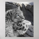 Pesquisar por leopardo azul pôsteres Gato