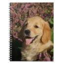 Pesquisar por golden retriever cadernos de notas Goldie