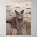 Pesquisar por cinza gato pósteres pôsteres For her