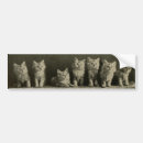 Pesquisar por timey Gatinhos