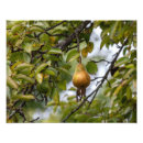 Pesquisar por árvore de pera pôsteres Comida