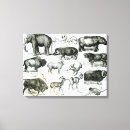 Pesquisar por zoologia impressão de canvas Litografia