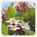 Pesquisar por planta tropical adesivos Flores