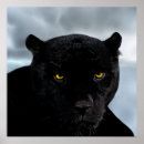 Pesquisar por gato pantera preta pôsteres Leopardo