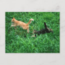 Pesquisar por emoção cartoes postais Animal