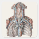 Pesquisar por anatomia humana adesivos Saúde