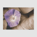 Pesquisar por flor da glória Roxo