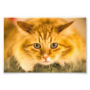 Pesquisar por amor do gato pósteres pôsteres Cats