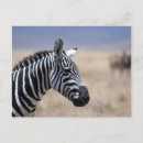 Pesquisar por cartão calor cartoes postais Selva