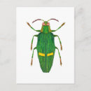 Pesquisar por insect cartoes postais Beetle