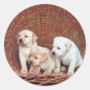 Pesquisar por caninos adesivos Dogs