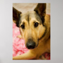 Pesquisar por pedal pôsteres Rosa