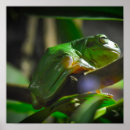 Pesquisar por do sapo de árvore pósteres pôsteres Verde