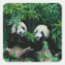 Pesquisar por bambu adesivos Panda