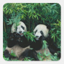 Pesquisar por urso panda adesivos Bambu