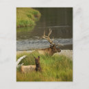 Pesquisar por yellowstone cartoes postais Exterior
