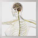 Pesquisar por representação humana pôsteres Medicina