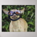 Pesquisar por chihuahua pôsteres Animais