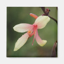 Pesquisar por cannes imas Flor