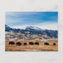 Pesquisar por yellowstone cartoes Estados unidos
