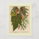 Pesquisar por begonia cartoes postais Vintage