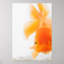 Pesquisar por posters dos peixes pósteres pôsteres Criaturas do sealife