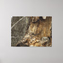 Pesquisar por owlet Animais selvagens