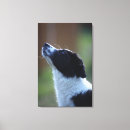 Pesquisar por border collie pôsteres Dia
