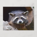 Pesquisar por guaxinim fotografia Animal selvagem