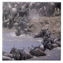 Pesquisar por masai mara Parque nacional