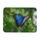 Pesquisar por morpho azul Bonito