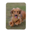 Pesquisar por miniaturas imas Foto