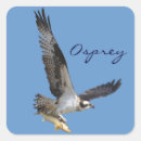 Pesquisar por falcão de peixes Vôo ospreys