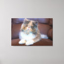 Pesquisar por baby impressão de canvas Domestic animals