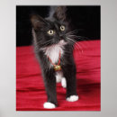 Pesquisar por preto branco gatinho pósteres pôsteres Animal