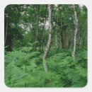 Pesquisar por samambaia adesivos Floresta