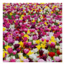 Pesquisar por tulipas pôsteres Natureza