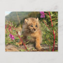 Pesquisar por lince cartoes postais Alasca