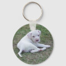 Pesquisar por buldogue americano chaveiros Cão