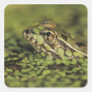 Pesquisar por rã adesivos Natureza