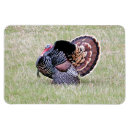 Pesquisar por perus selvagens imas Thanksgiving