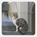 Pesquisar por cordova adesivos Argentina