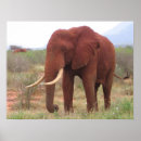 Pesquisar por o elefante pósteres pôsteres Natureza